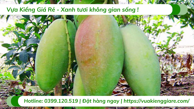 Cây xoài tứ quý trưởng thành