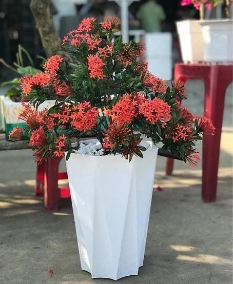 Chậu nhựa bát giác trồng cây