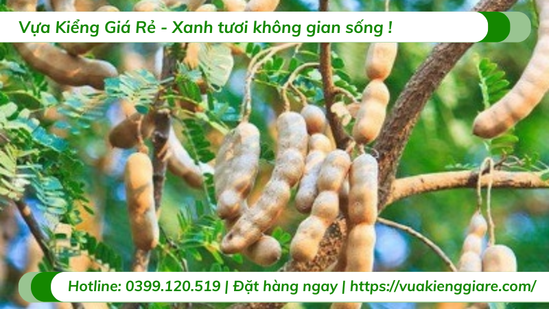 Me thái ( cây trưởng thành)