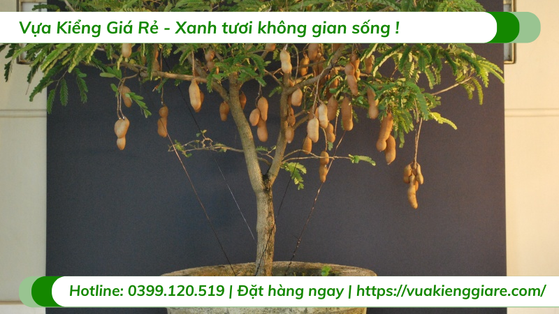 Me thái ( cây trưởng thành)