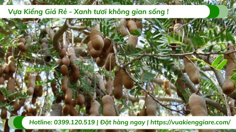 Me thái ( cây trưởng thành)