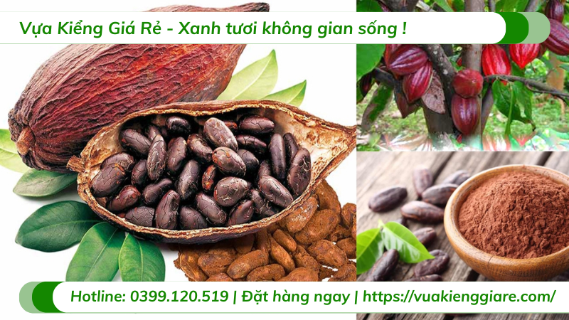 Cây Ca Cao Bao Lâu Thì Thu Hoạch Được?