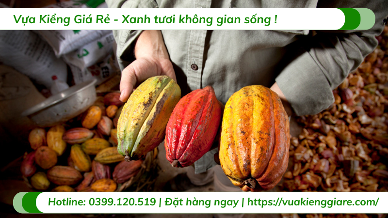 Cây Ca Cao Bao Lâu Thì Thu Hoạch Được?