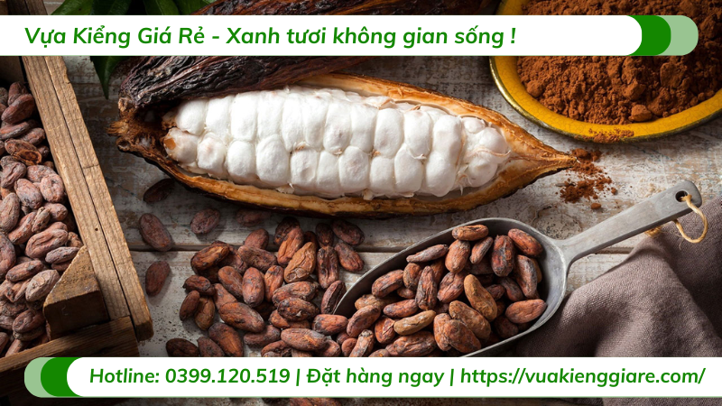 Cây Ca Cao Bao Lâu Thì Thu Hoạch Được?