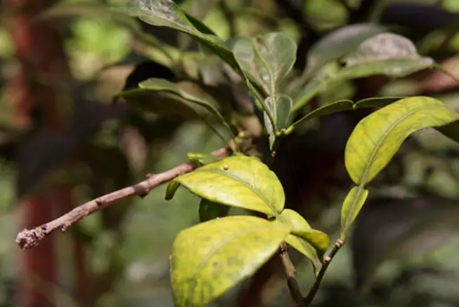 Bệnh Thường Gặp Ở Cây Chanh