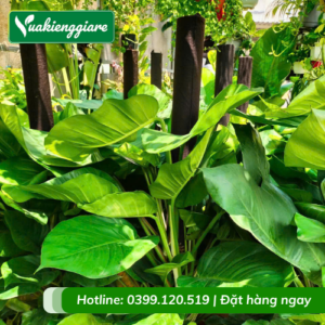 Trầu Bà Cột Giá Sỉ HCM