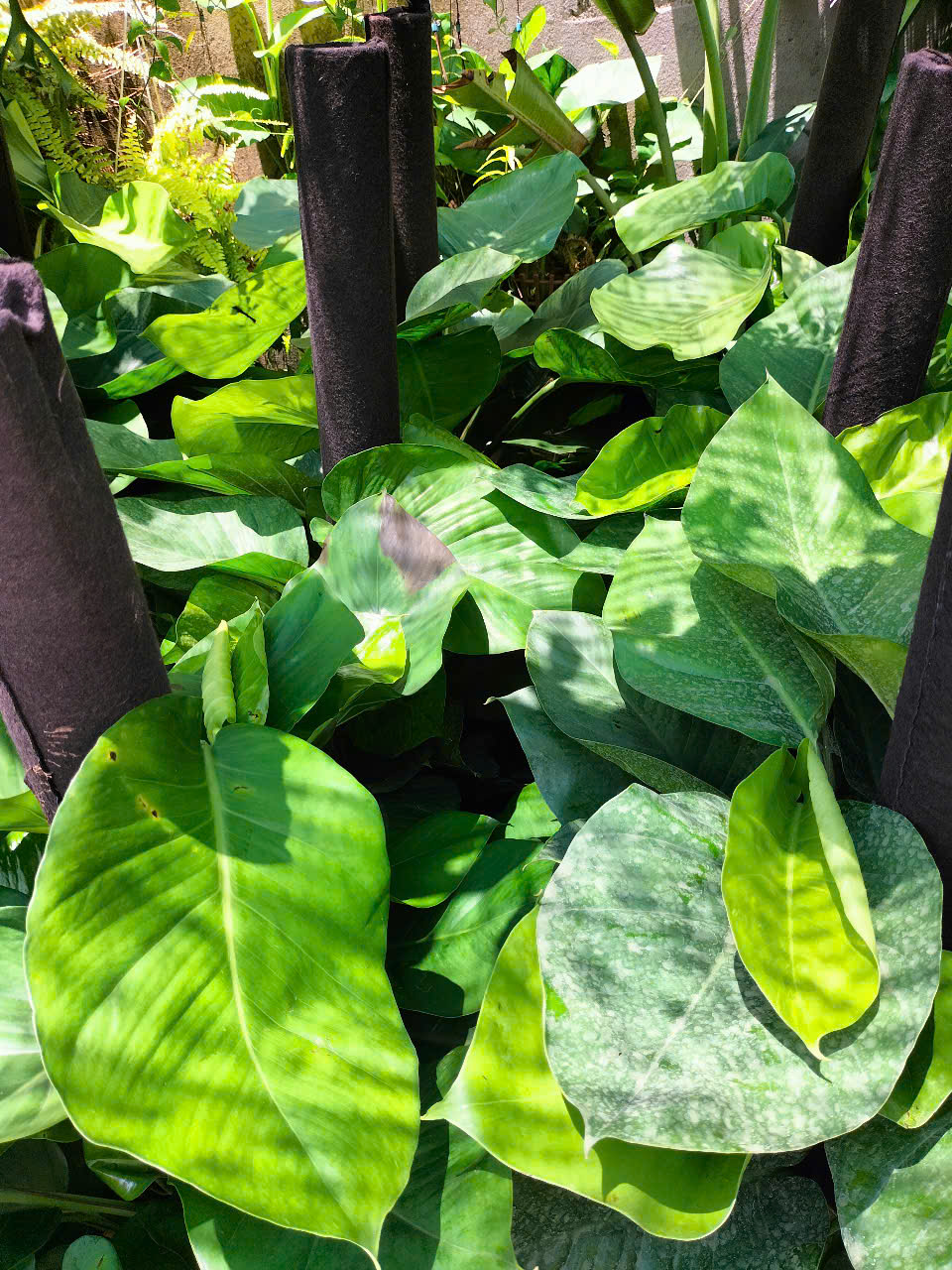 Trầu Bà Cột Giá Sỉ HCM