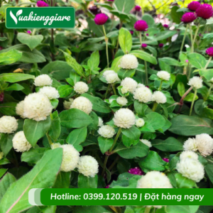 cúc bách nhật hoa trắng