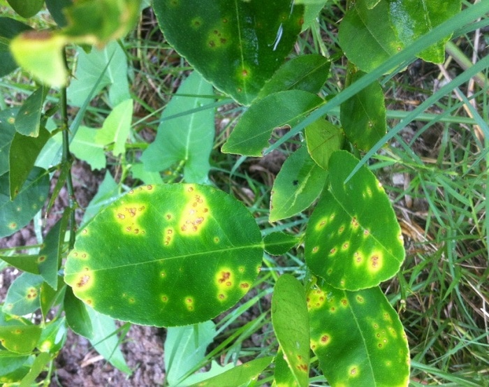 Bệnh Thường Gặp Ở Cây Chanh