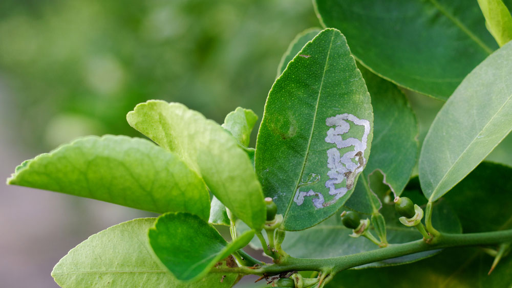 Bệnh Thường Gặp Ở Cây Chanh