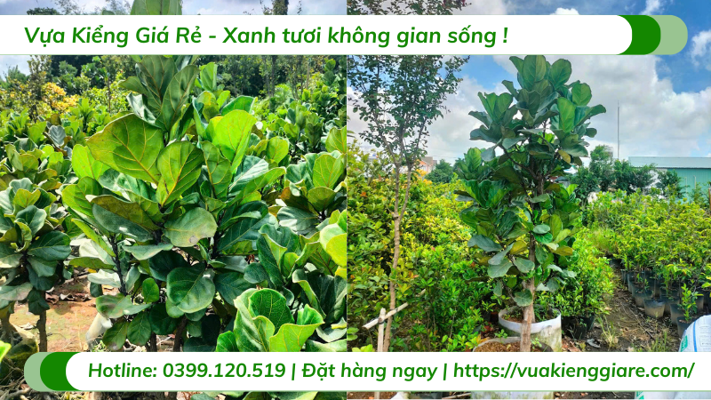 cây bàng Singapore size đại