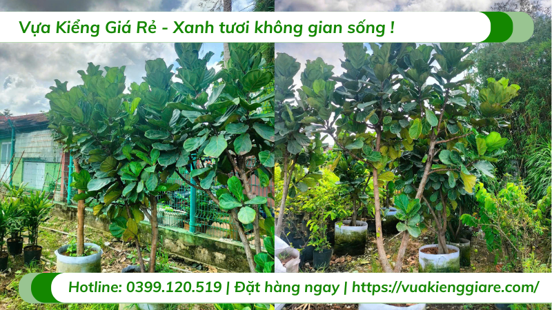 cây bàng Singapore size đại