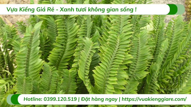 cây chân rết xanh