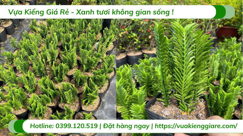 cây chân rết xanh