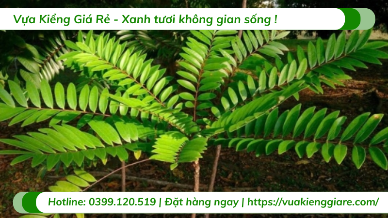 cây chân rết xanh