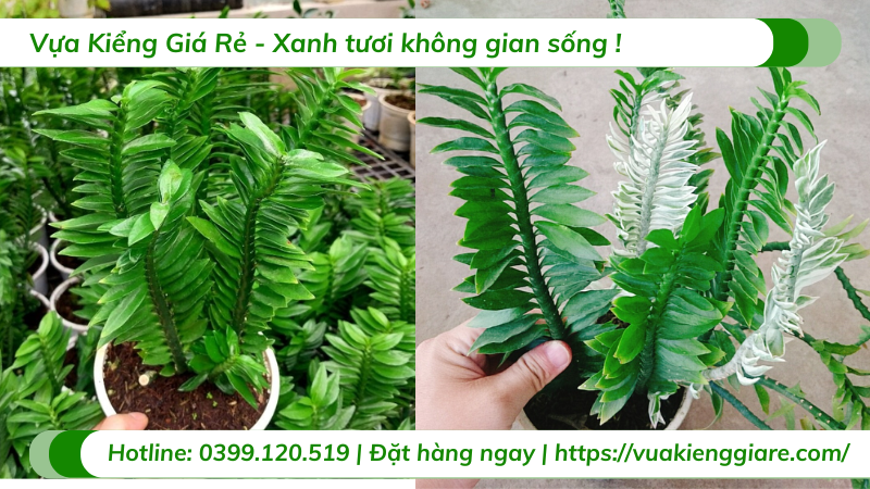 cây chân rết xanh