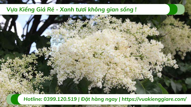 cây đinh hương nhật