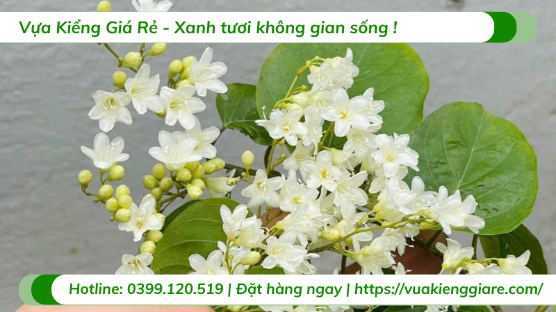 cây đinh hương nhật