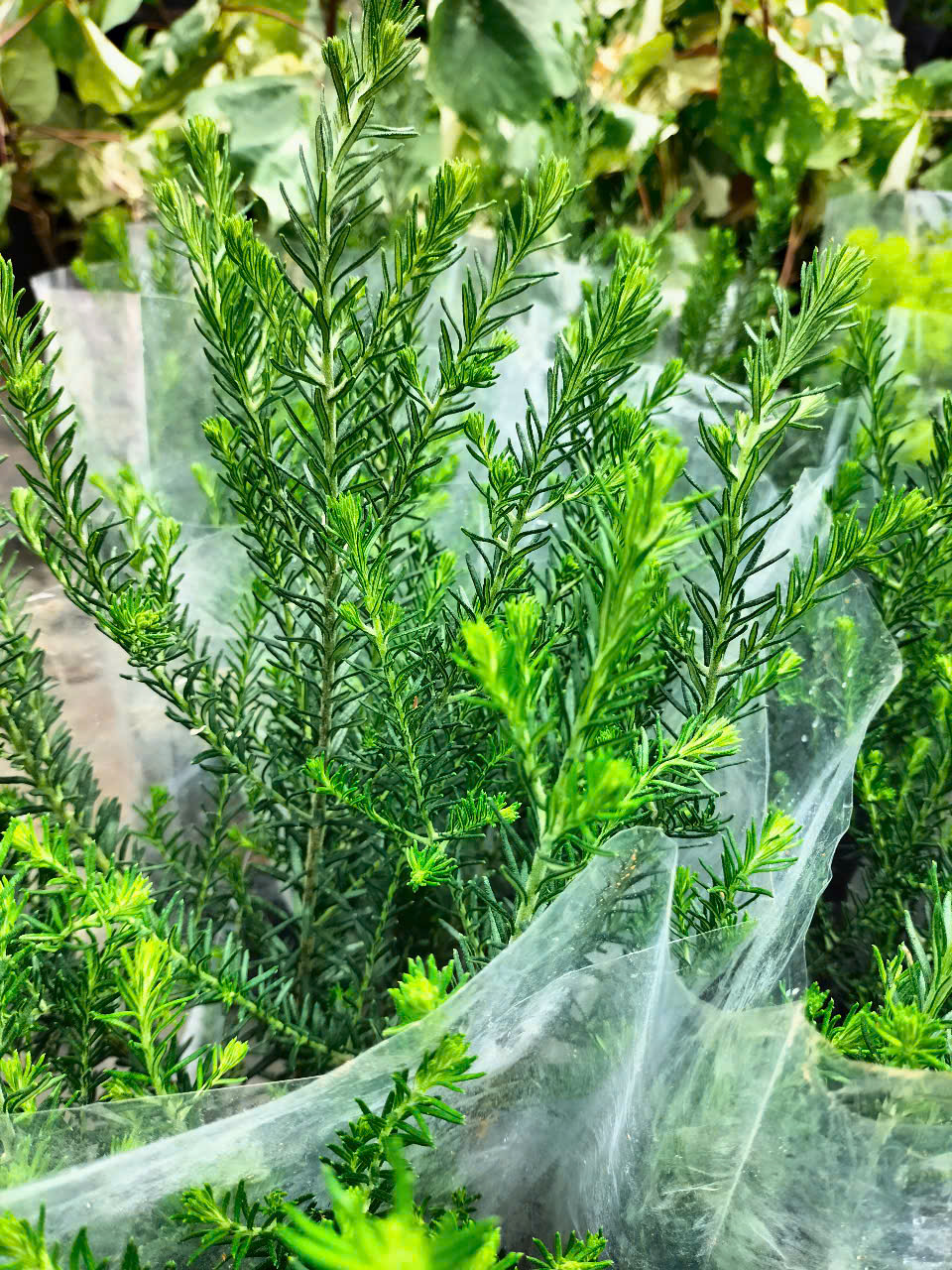 Cây hoa gạo sữa trắng