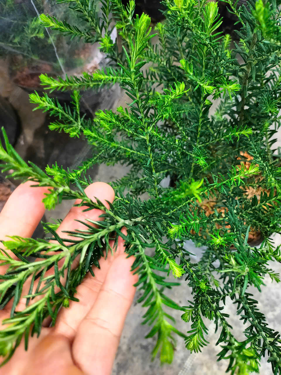 Cây hoa gạo sữa trắng | Vựa Kiểng Giá Rẻ