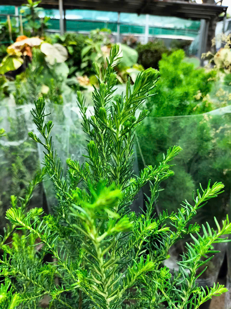 Cây hoa gạo sữa trắng