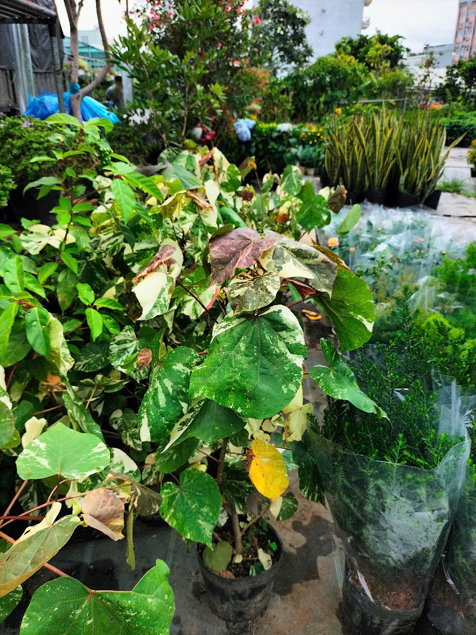 cây tra var (dòng đột biến của cây Tra)