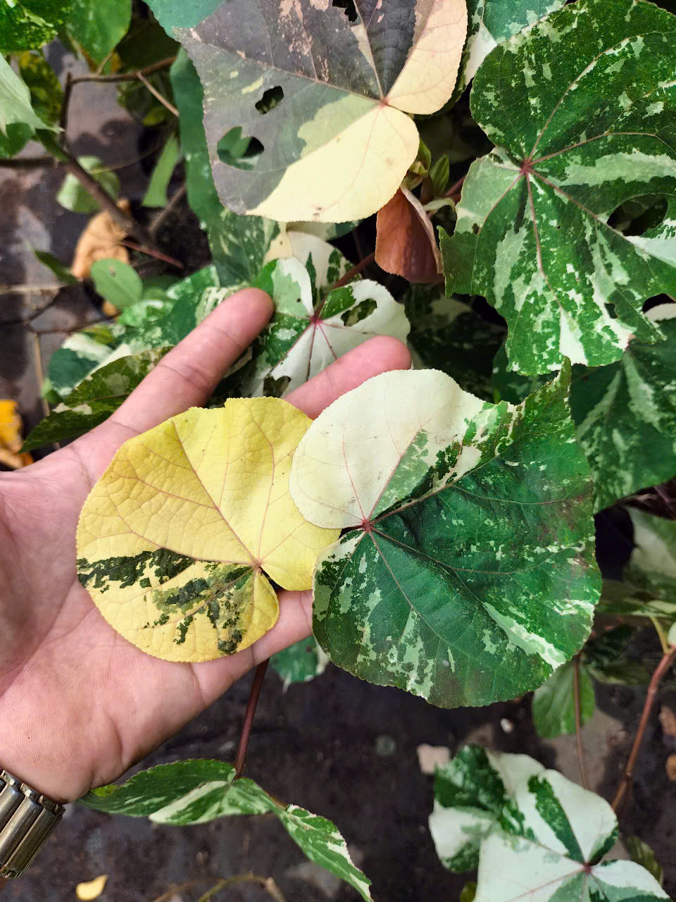 cây tra var (dòng đột biến của cây Tra)