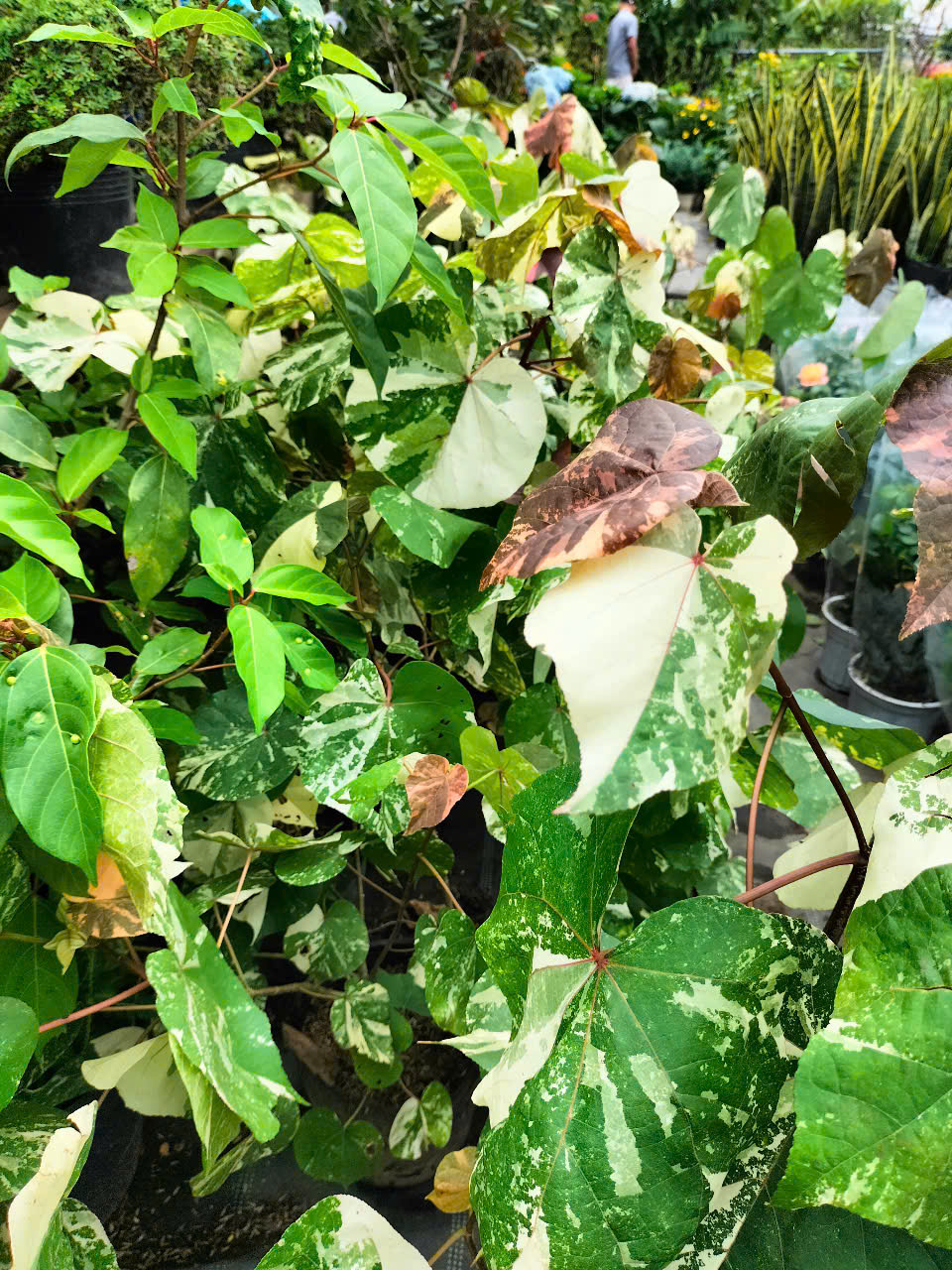 cây tra var (dòng đột biến của cây Tra)