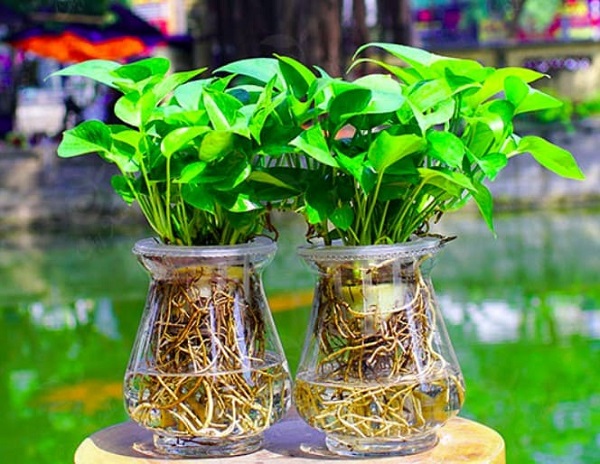 Trồng cây trong nước có bền không?