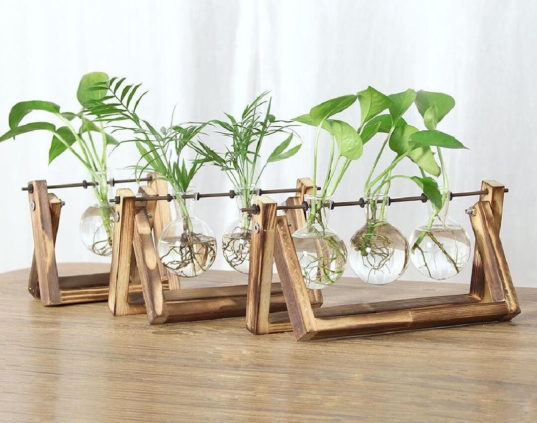 Trồng cây trong nước có bền không?