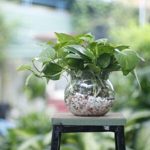 Trồng cây trong nước có bền không?