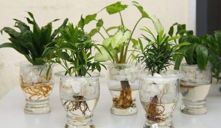 Trồng cây trong nước có bền không?