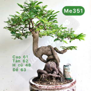 tổng hợp cây bonsai để bàn