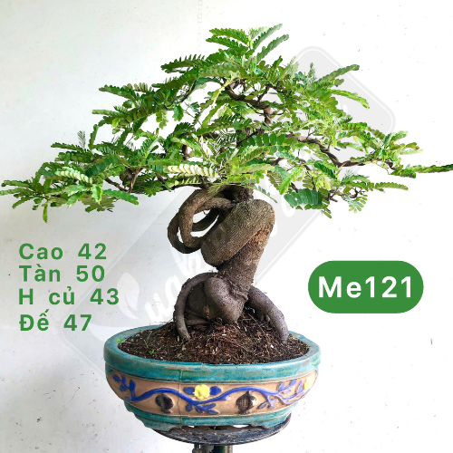 Tổng hợp cây bonsai để bàn
