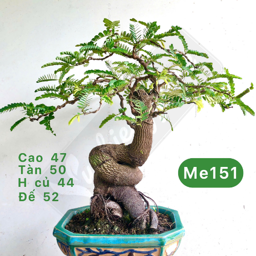 tổng hợp cây bonsai để bàn