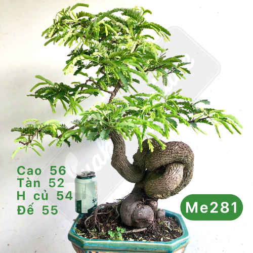 Tổng hợp cây bonsai để bàn