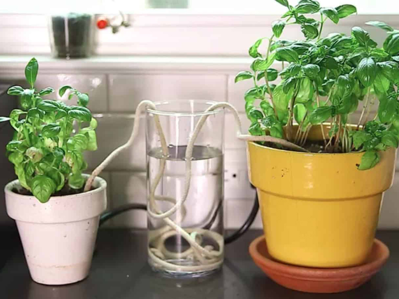 Mẹo tưới cây đúng cách không bị úng