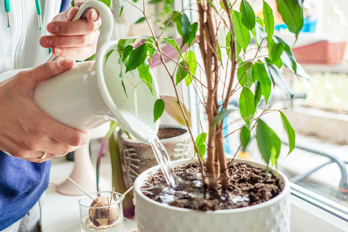 Mẹo tưới cây đúng cách không bị úng