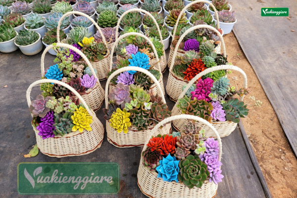 Giỏ quà tặng 20-10 tiểu cảnh sen đá