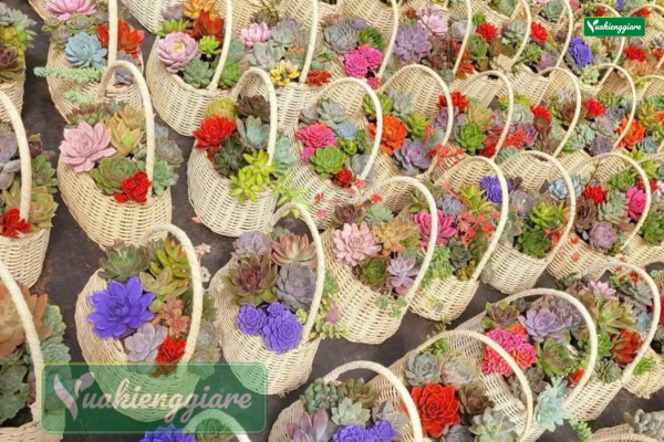 Giỏ quà tặng 20-10 tiểu cảnh sen đá