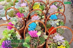 Giỏ quà tặng 20-10 tiểu cảnh sen đá