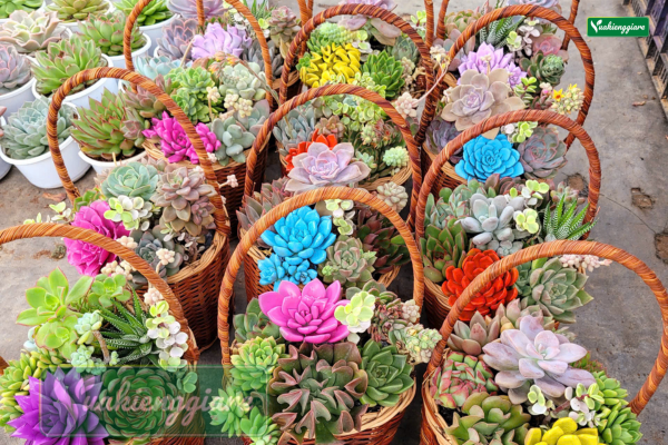 Giỏ quà tặng 20-10 tiểu cảnh sen đá