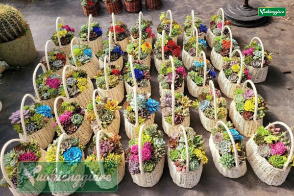 Giỏ quà tặng 20-10 tiểu cảnh sen đá