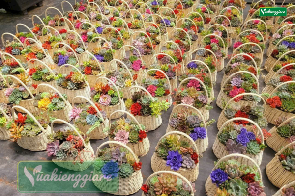 Giỏ quà tặng 20-10 tiểu cảnh sen đá