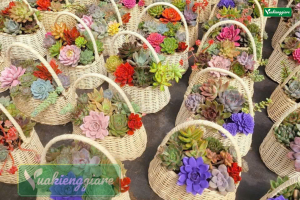 Giỏ quà tặng 20-10 tiểu cảnh sen đá