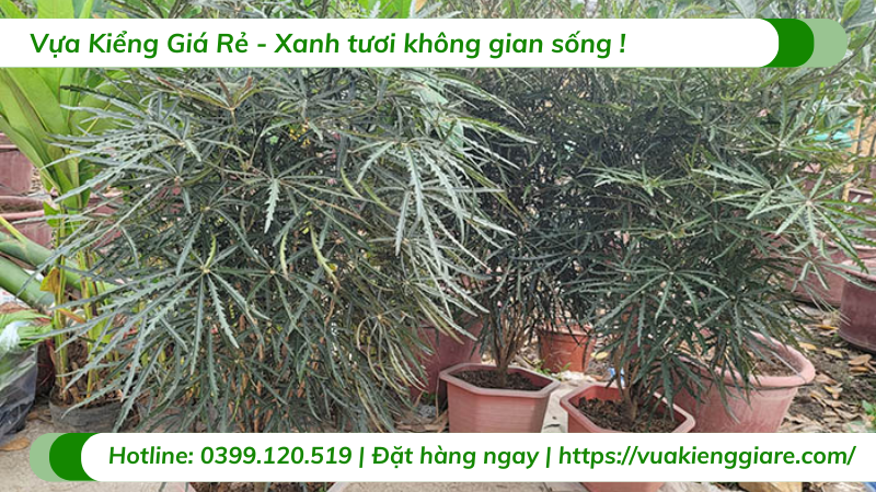 Cây khổng tước cẩm thạch