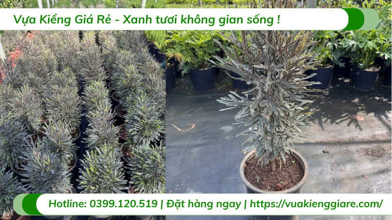 Cây khổng tước cẩm thạch