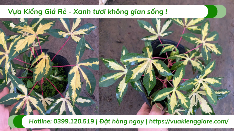 cây khoai mì var cẩm thạch