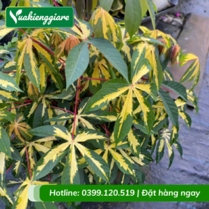 cây khoai mì var cẩm thạch