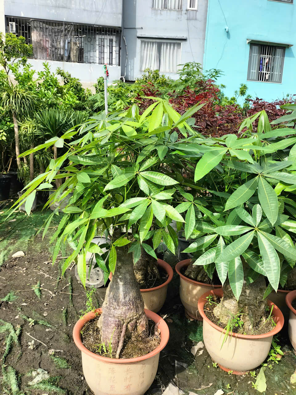 cây kim ngân size lớn